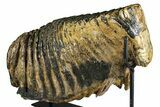 Woolly Mammoth Lower M Molar with Stand - North Sea Deposits #370335-2